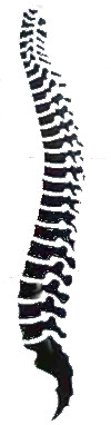 Healthy Human Spine pic - Sandia Chiropractic Care